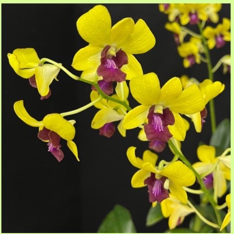 Close up of the June Bloom Table win for members' choice with the Tampa Orchid Club