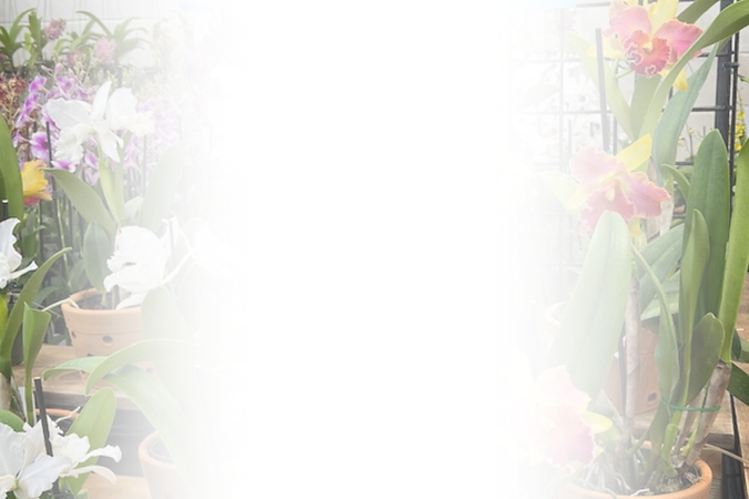 Orchid gradient (4).png