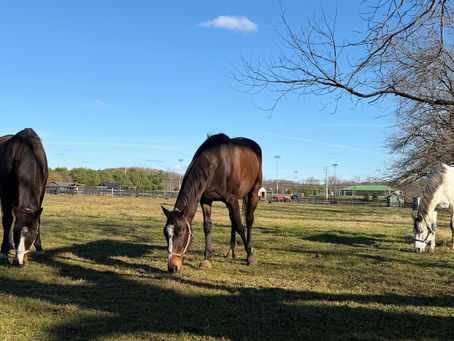 Why Sellers Shouldn’t Get Mad When a Buyer Backs Out of a Horse Sale