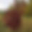 Thumbnail: Chokecherry
