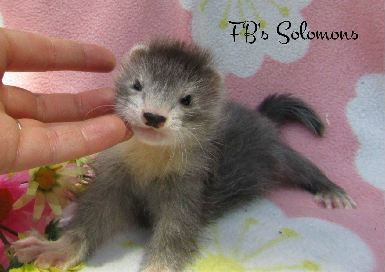 Ferret Breeder UK Folly Bridge Ferrets Angora ferrets