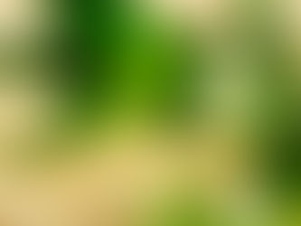 O PURO GEL DA ALOE VERA