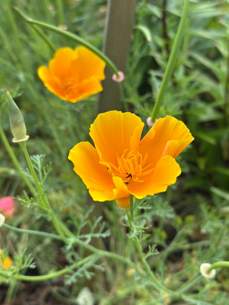 Escholzia (Californian Poppy)