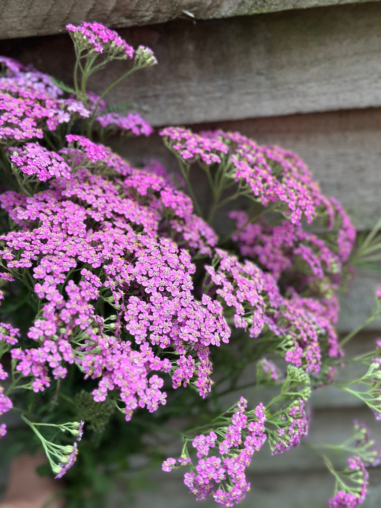 Thumbnail: Achillea