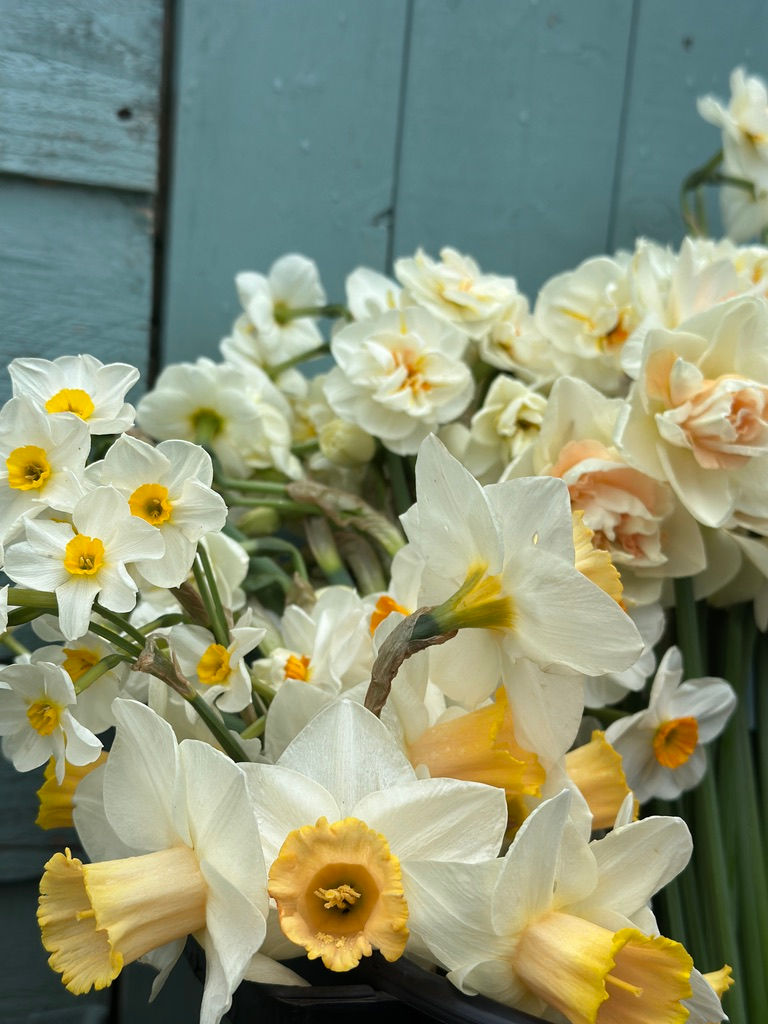Pick Your Own Daffodils