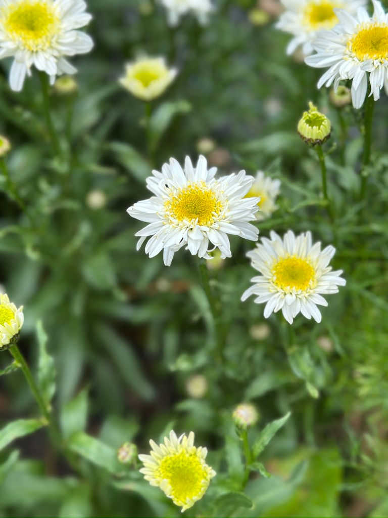 Leucanthemum