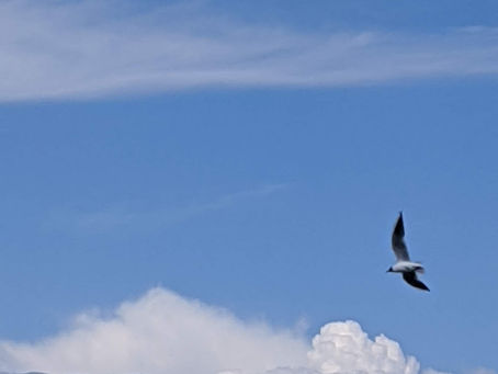 La pensée du jour...