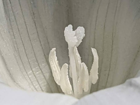 La pensée du jour...