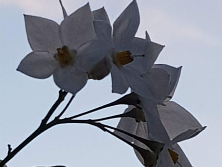 La pensée du jour...