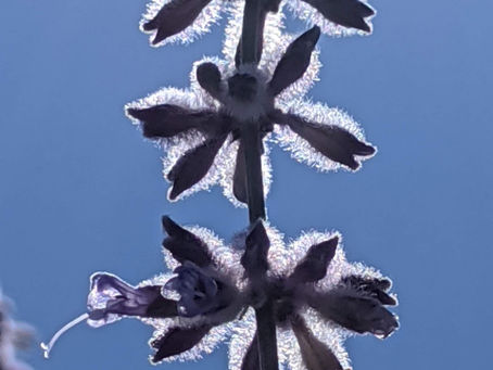 La pensée du jour...