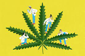 EL PAPA FRANCISCO SE PEGA UN PASE VERDE.