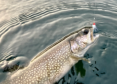 Lake Trout