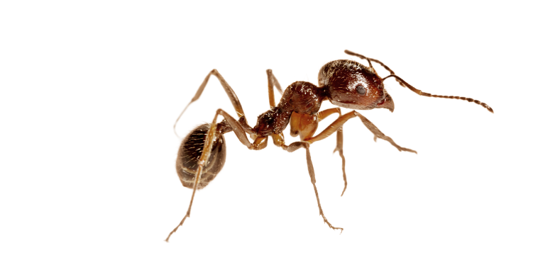 Ants