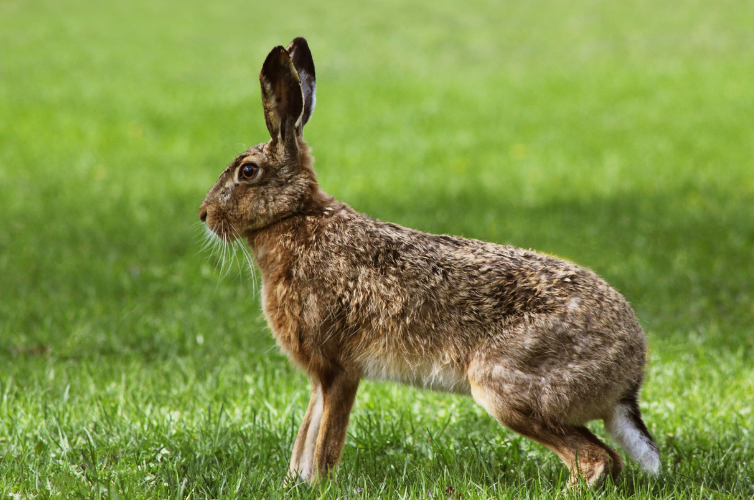 Rabbits
