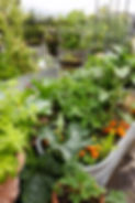 DSCF4059.JPG
