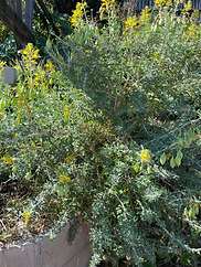 Biodiversity & Native Plants