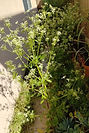 Garden Vocabulary