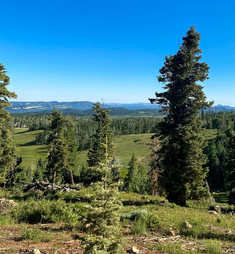 Dixie National Forest