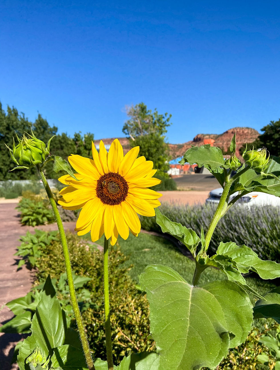 Sunflower in Kanab, Utah