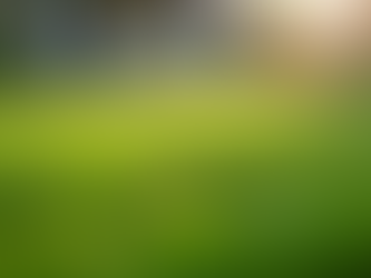 Why Choose Professional Dog Poop Removal Service?