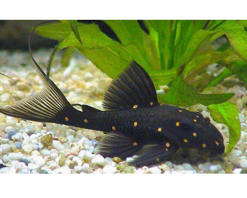 LDA31 Panaque Albomaculatus