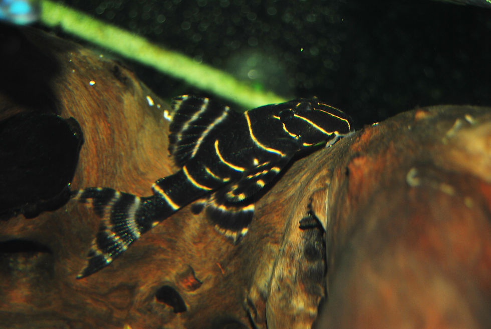 L204 Panaqolus Albivermis.jpg