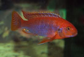 Thumbnail: Iodotropheus Sprengerae