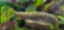 Gastromyzon Viriosus