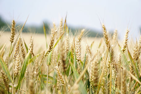 Wheat_Horiz.jpg