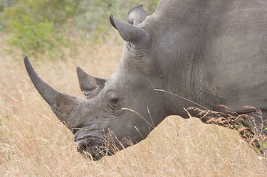 rhino.jpeg
