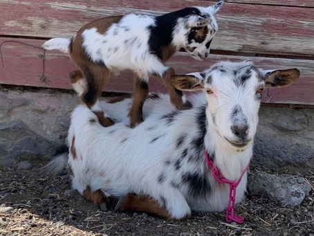 How Should You "Do" Your Goat Farm?