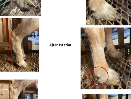 The Importance of Hoof Care