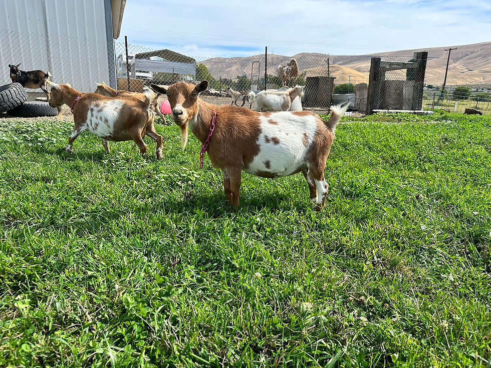 Goldberry at 5 years old