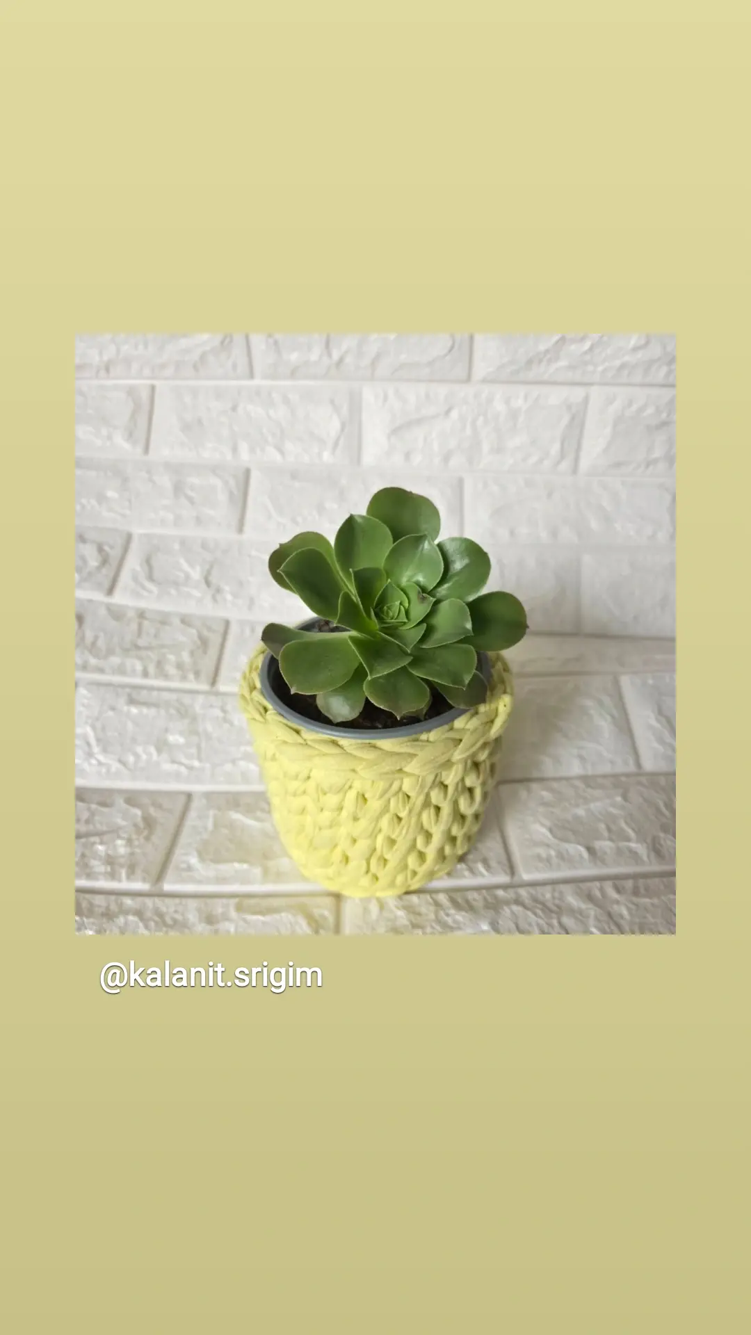 סוקולנט בעציץ סרוג (דגם L)