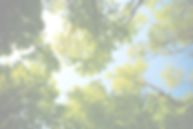 tree_edited.jpg