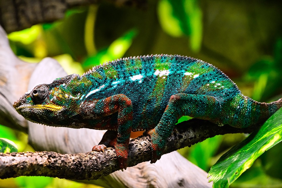 Home Chameleons