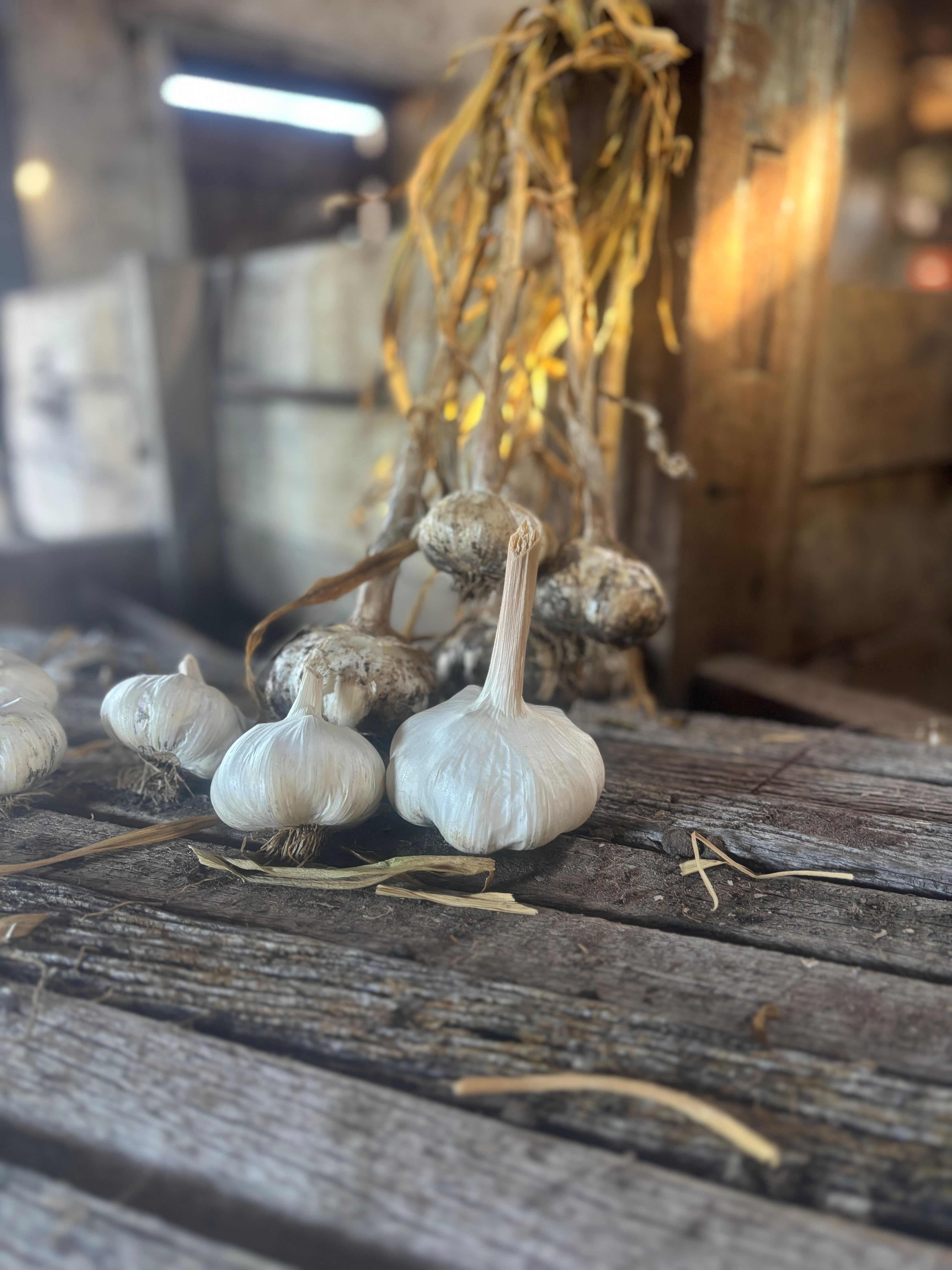 Seed Garlic - Kangaroo Island White (bulb)