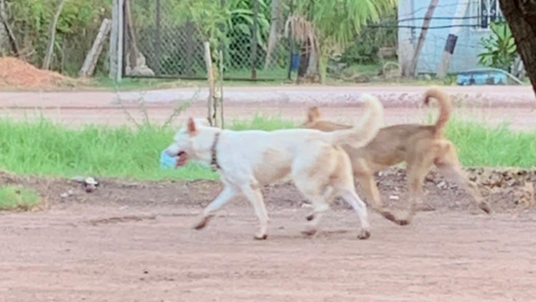 Después hay problemas; Perros sueltos que destruyen corrales y dueños irresponsables en el Poblado 5