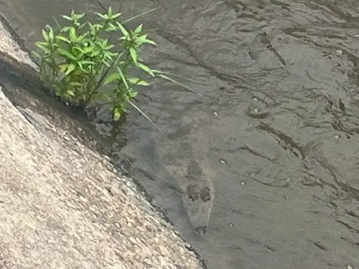 Bomberos captura a un cocodrilo en un canal pluvial