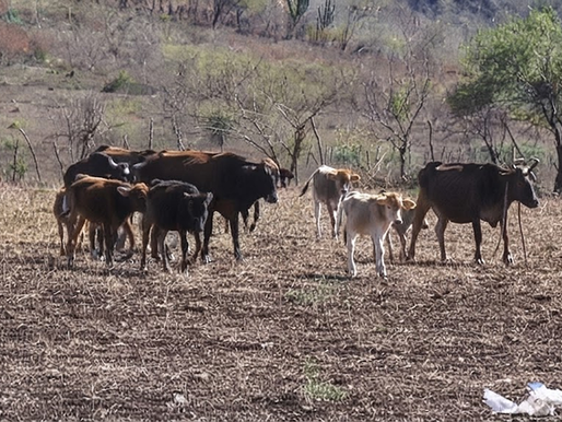 Alerta sanitaria en el norte de Sinaloa: Confirman los primeros casos de gusano barrenador en Choix