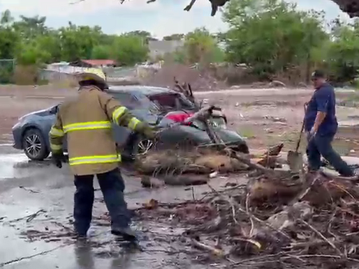 Sorpresiva lluvia y vientos derriban enorme álamo seco sobre autos en el bulevar Rosales en Los Mochis