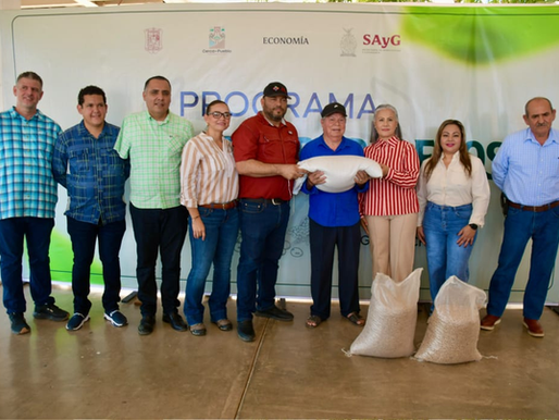 Salvador Alvarado respalda a productores de temporal con entrega de más de 60 toneladas de semillas