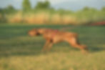 Rhodesian Ridgeback - Rock the Ridgeback