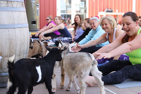 Mother's Day goat yoga Denver Mother's Day weekend yoga event fun Mother's Day activities Denver baby goat yoga for Mother's Day unique Mother's Day experiences Denver best Mother's Day yoga events Denver Mother's Day goat yoga yoga with baby goats Mother's Day Mother's Day weekend events Denver top Mother's Day things to do Denver yoga events for Mother's Day Colorado Mother's Day special yoga class best Mother's Day gifts Denver Mother's Day outdoor activities Denver yoga and goats Mother's Day weekend fun fitness events Mother's Day unique ways to celebrate Mother's Day Denver baby goat cuddles for Mother's Day Mother's Day weekend fitness events best yoga experiences for Mother's Day goat yoga with mom Denver Mother's Day family-friendly events Denver relaxing Mother's Day experiences Colorado outdoor Mother's Day activities Denver Denver Mother's Day wellness events best Mother's Day gifts for yogis family yoga classes Denver Mother's Day cute Mother's Day events Denver 