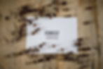 Forest Espresso-52.jpg