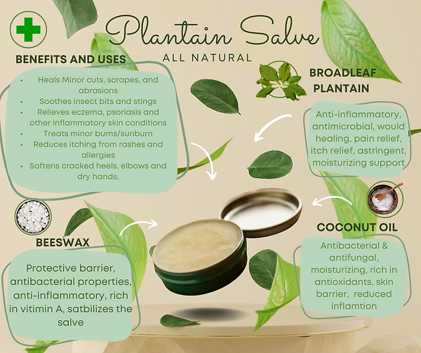 Plantain Salve.png