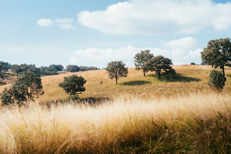 humberto-arellano-eWW6i1Sb-v4-unsplash.jpeg