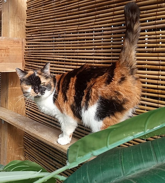 pension féline l'arche de lily 44 Saint-Lyphard garde chats