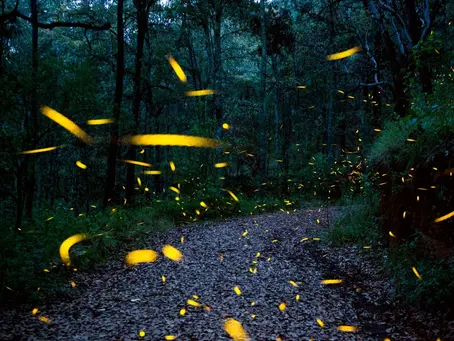 Facing Extinction: Fireflies