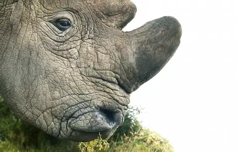 Northern White Rhino